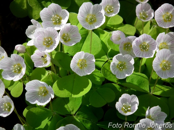 Harsyra (Oxalis acetosella)